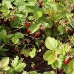 The environment - The wine - The lake