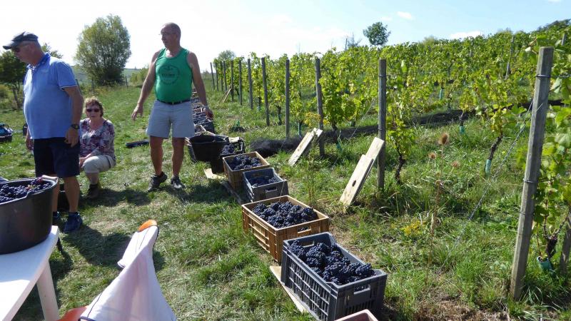 vendanges-theme-week